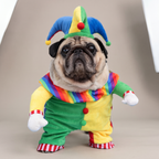 Pug wearing a colourful jester walking costume