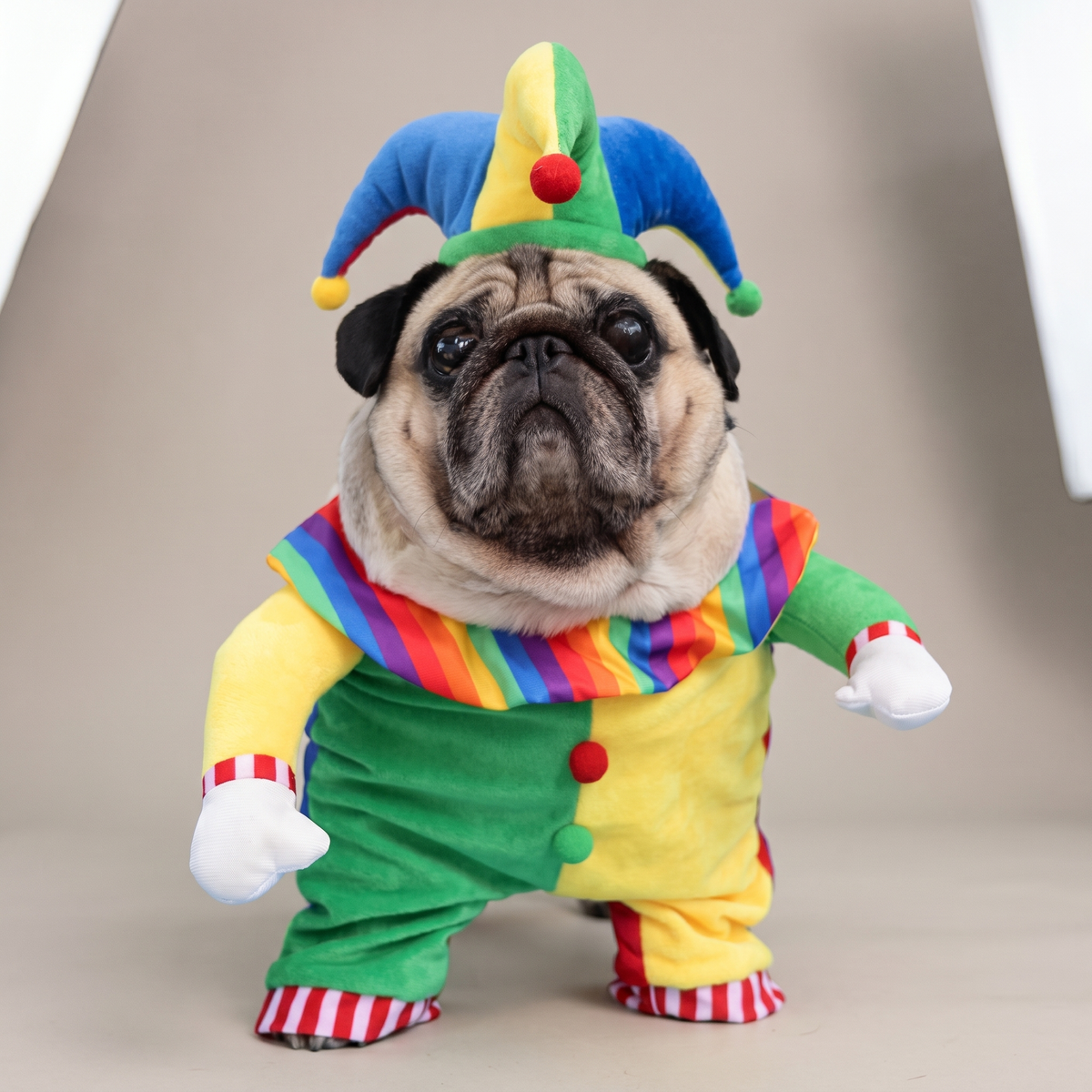 Pug wearing a colourful jester walking costume