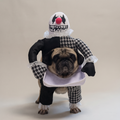 Pug wearing a creepy clown walking costume