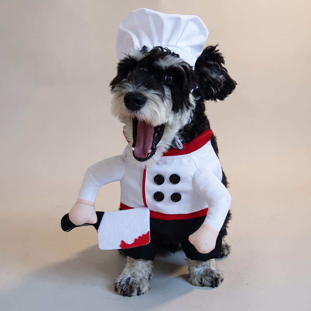 Dog wearing a chef walking costume