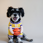 Dog wearing a yellow number 6 basketball walking costume