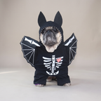 Pug wearing a black bat skeleton costume with wings