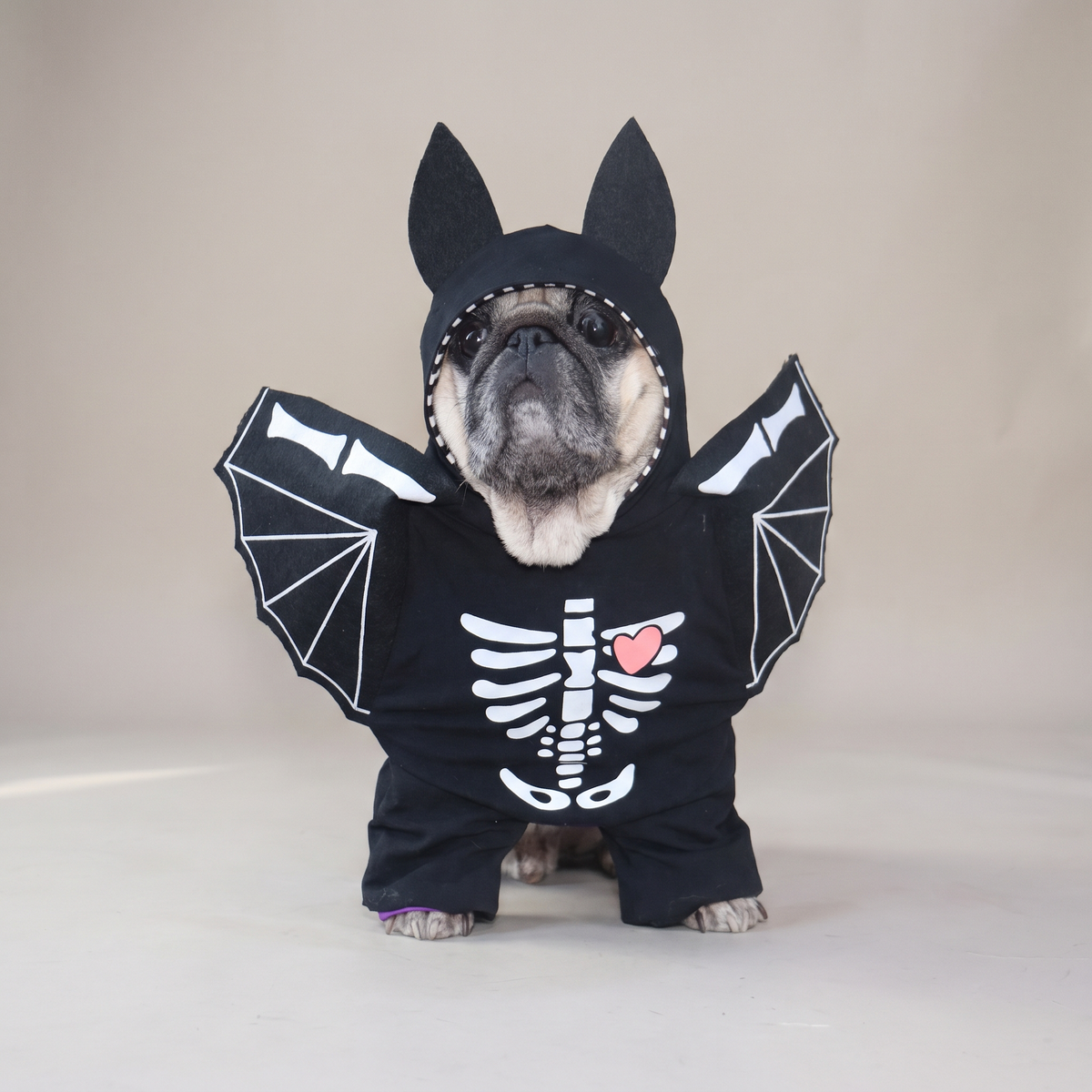 Pug wearing a black bat skeleton costume with wings